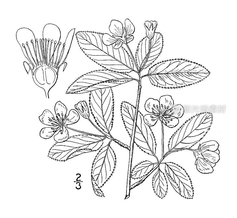 古植物学植物插图:Amelanchier oligocarpa，六月果的椭圆形浆果